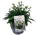 Bild von VP Leucanthemum P19 knop Snowcap